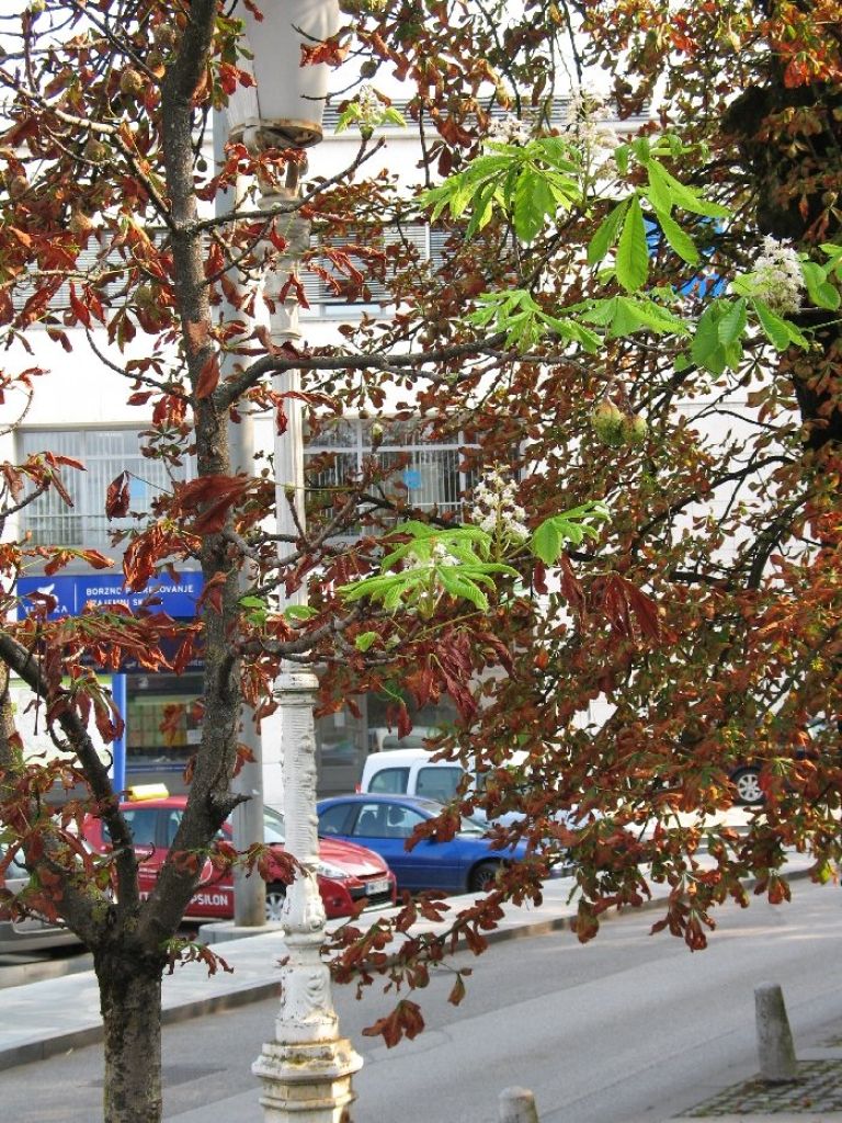 kostanj2.jpg