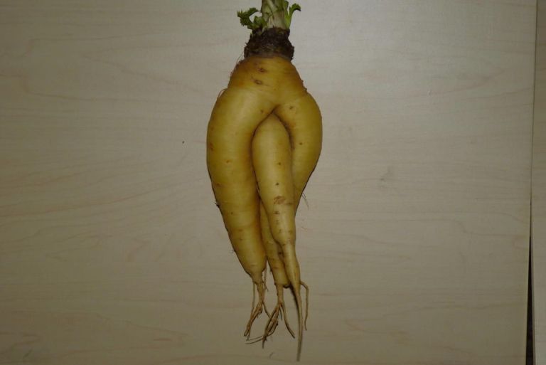 koren_mirjam1.jpg