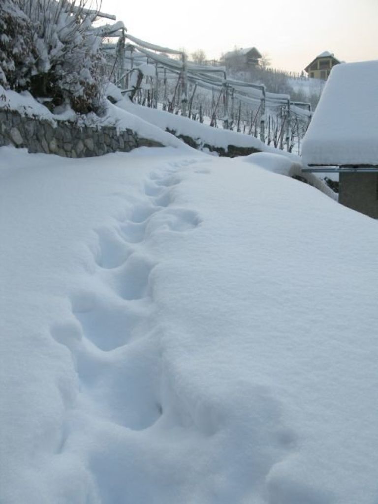 sneg_pon_2012.jpg