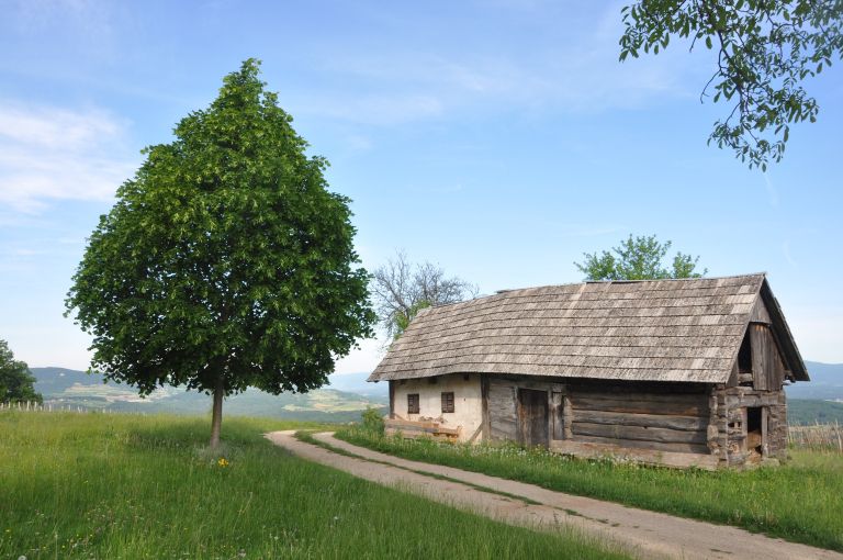 golobinjek_009.jpg
