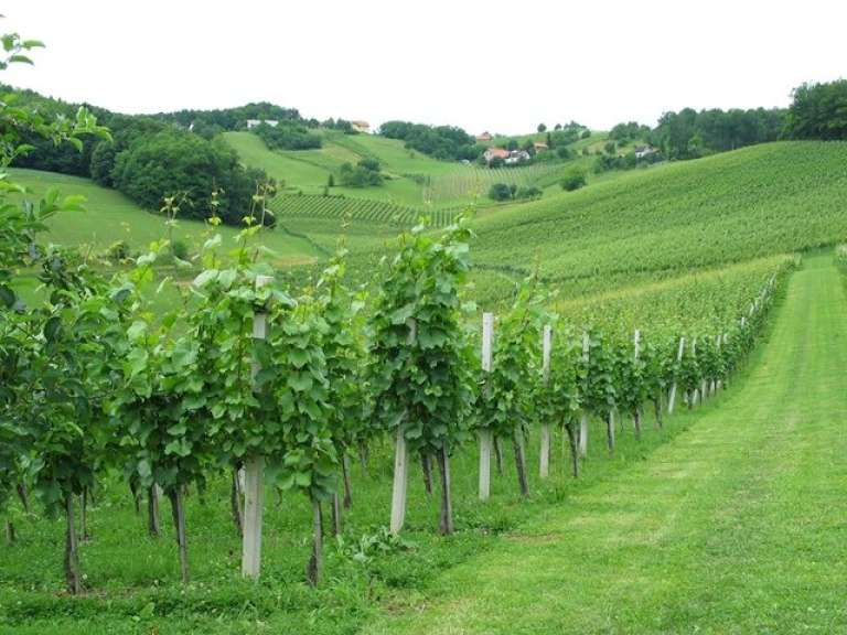 vinograd.jpg