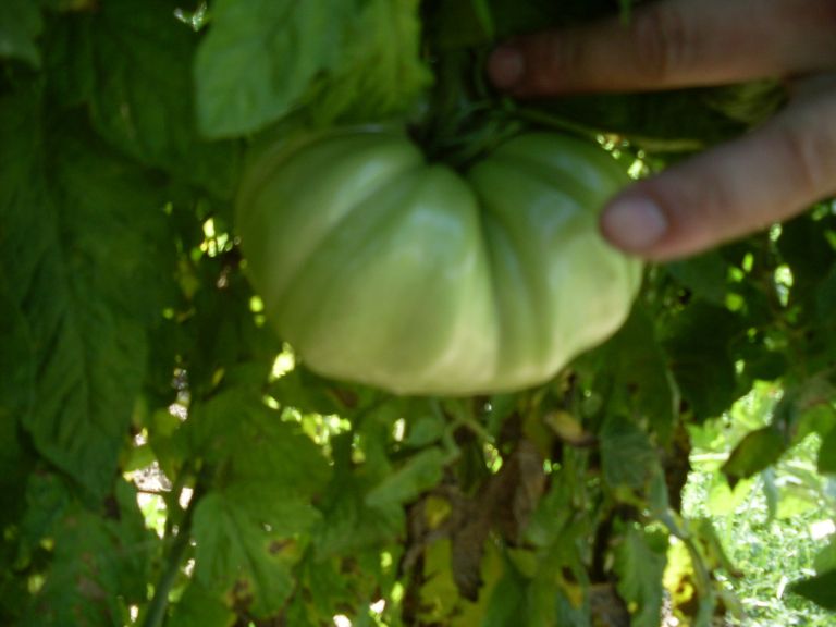 sdc12091_000.jpg