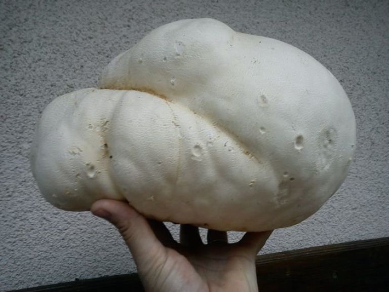 prasnica.jpg