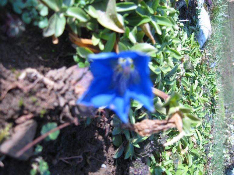zimske_roze_004.jpg