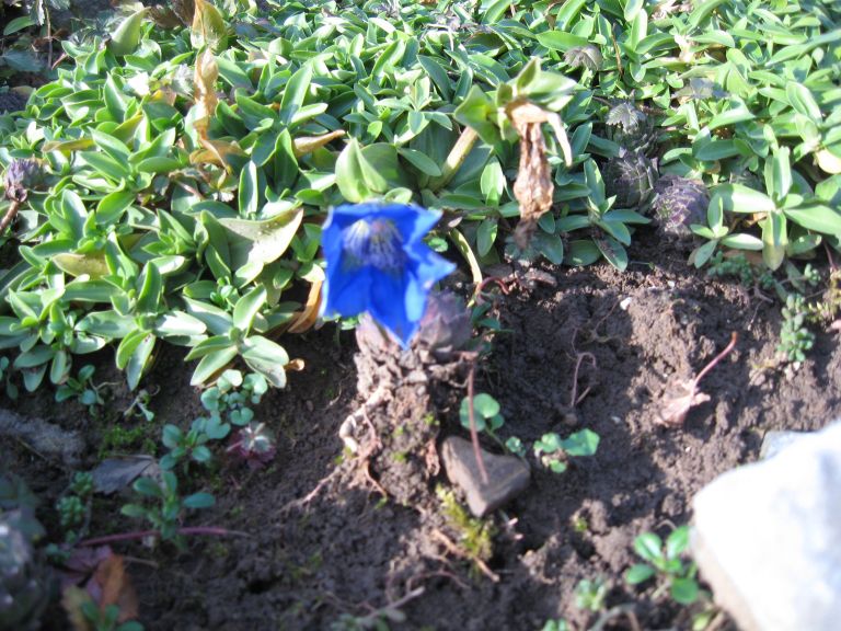 zimske_roze_001.jpg