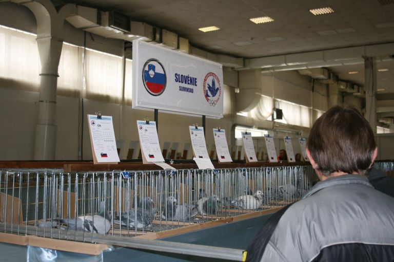 sportni_golobi_001.jpg