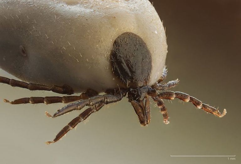 800px_ixodus_ricinus_5x.jpg