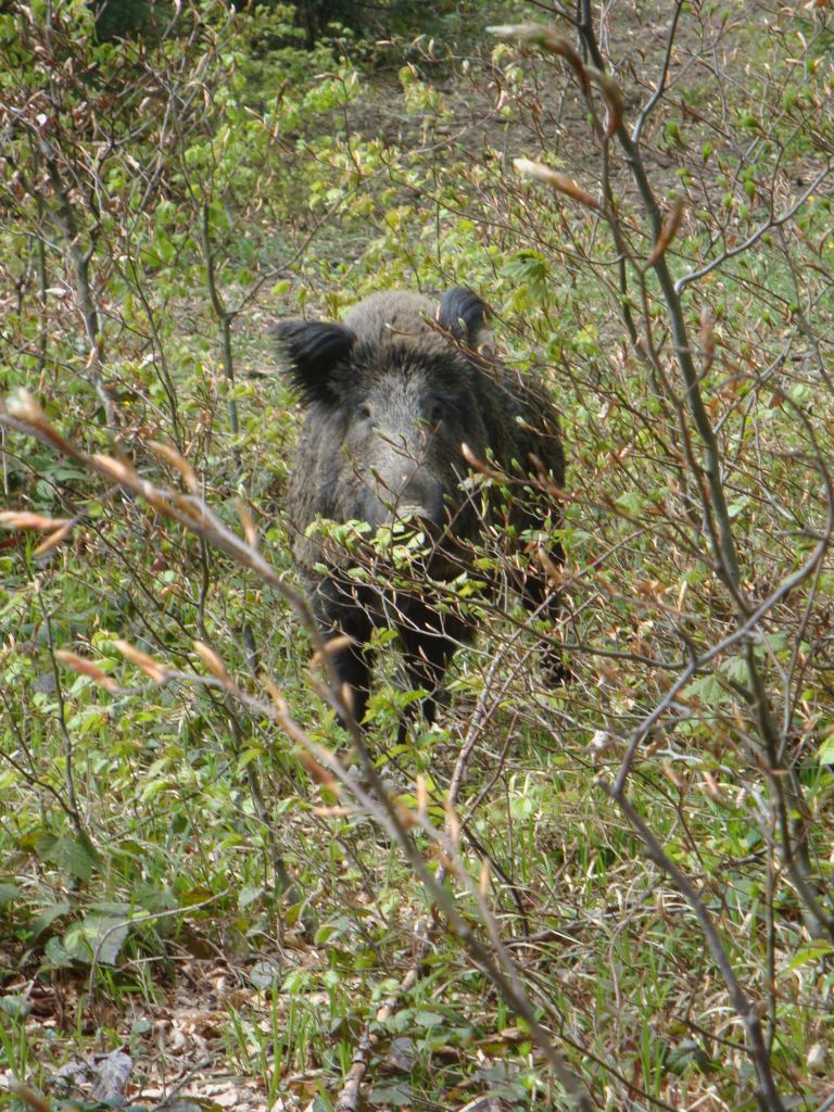divji_pra__i_____sus_scrofa.jpg