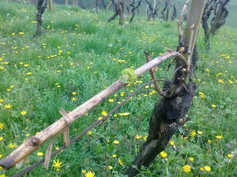 vinograd.jpg