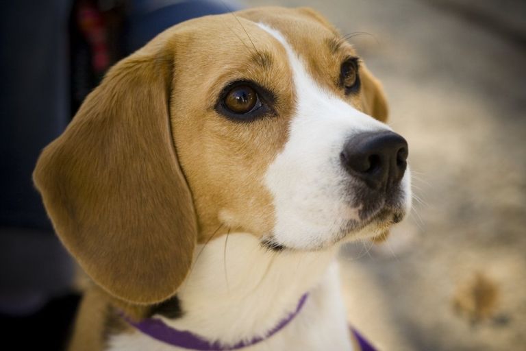 beagle_net.jpg