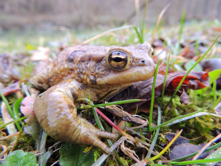 bufo_bufo_ribnik_treb__e.jpg