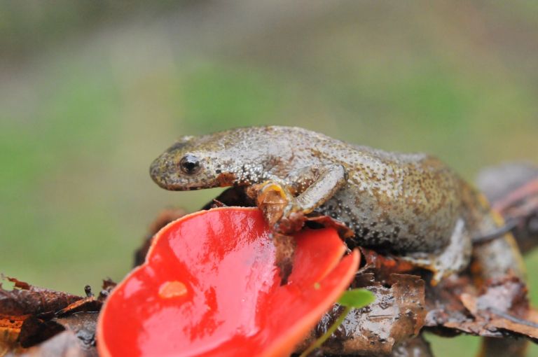 mesotriton_alpestris_ribnik_treb__e.jpg