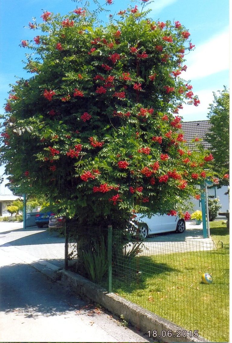 cvetoce1.jpg