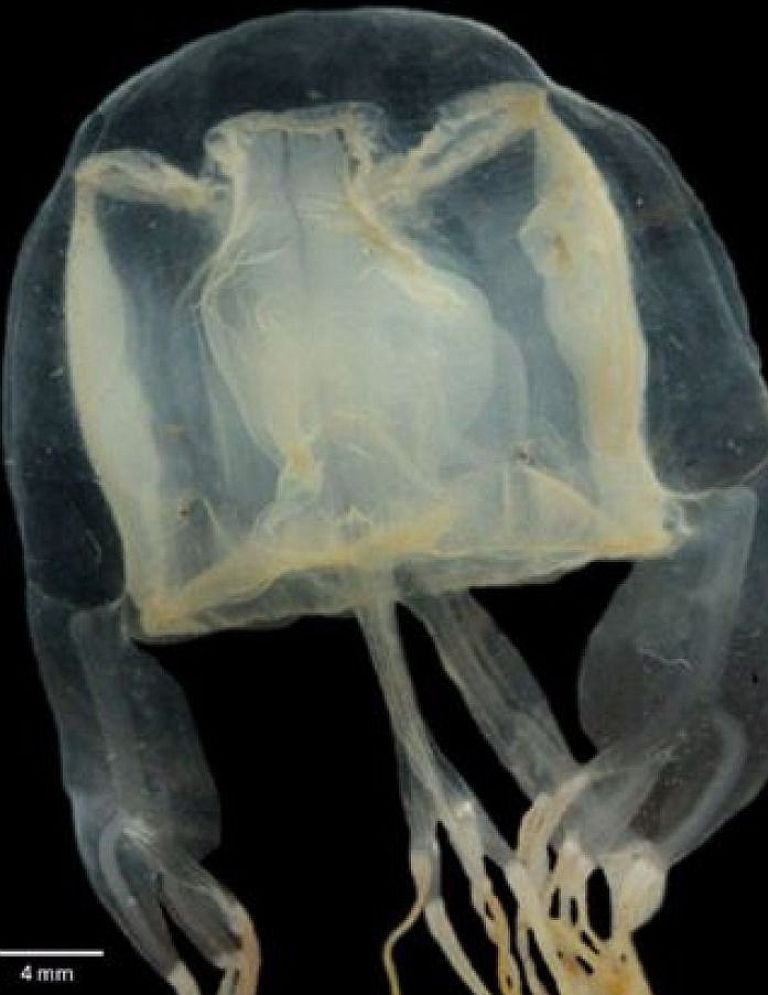 meduza, Chiropsella Saxoni.jpg