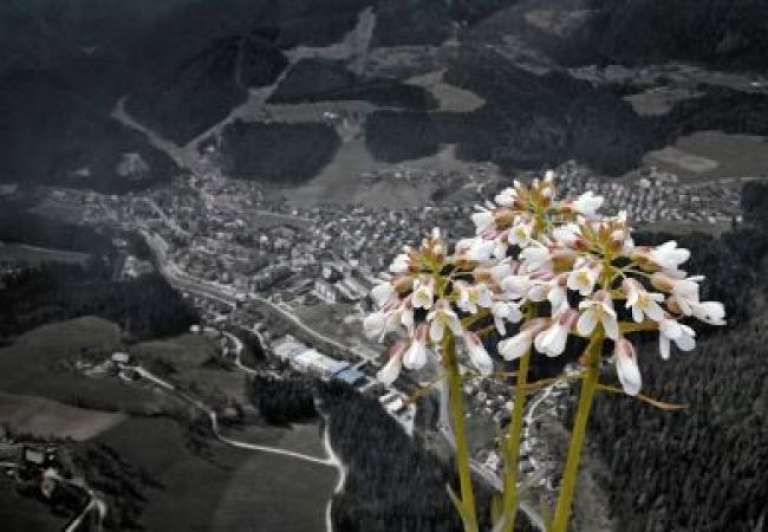 Rešiteljica Mežiške doline?