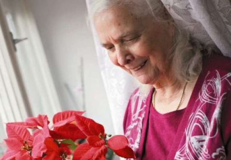 80 let Ruže Pestner