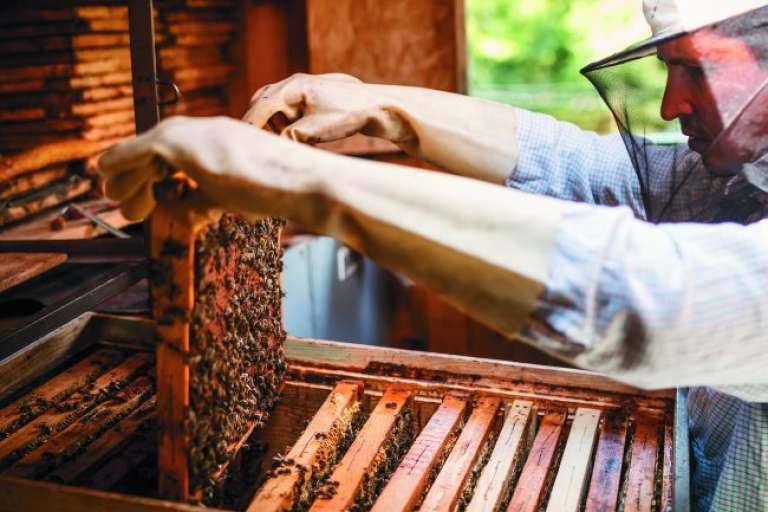 Propolis – zdravilo 21. stoletja