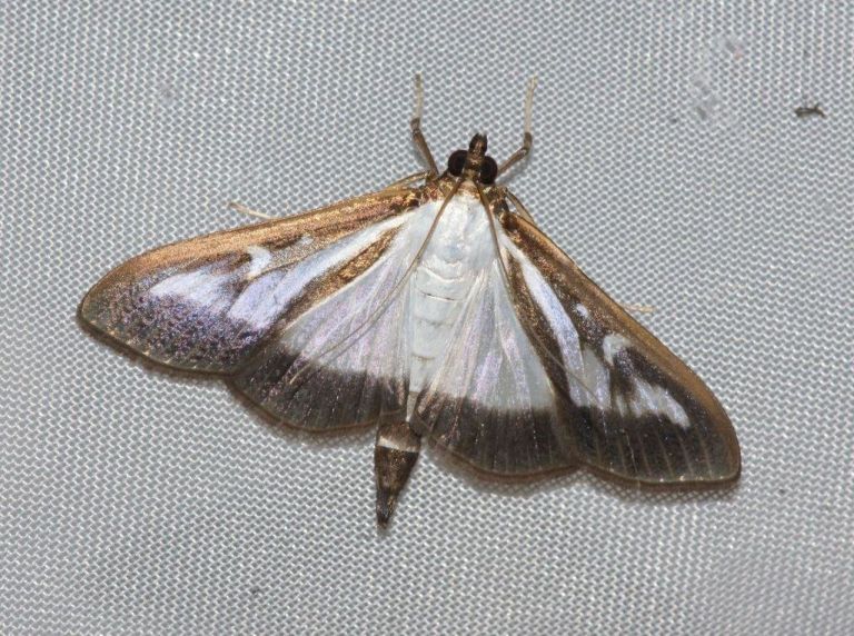 _cydalima_perspectalis___pu__panova_ve____a.jpg
