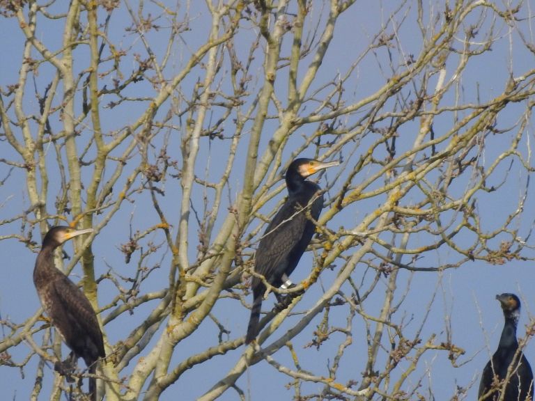 _phalacrocorax_carbo_sotla_iwc_sedlarjevo_2016_01_20__32_.jpg
