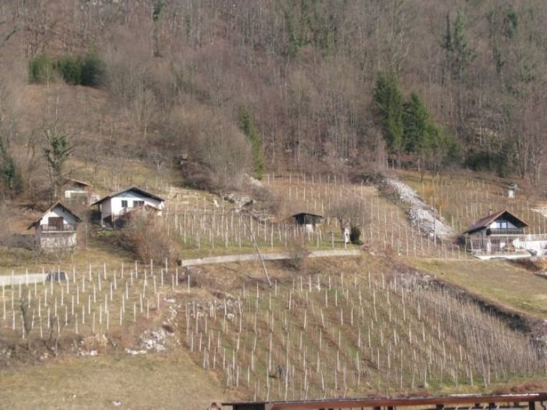 vinograd_mls.jpg