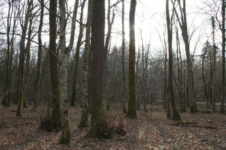 krakovo0001.jpg