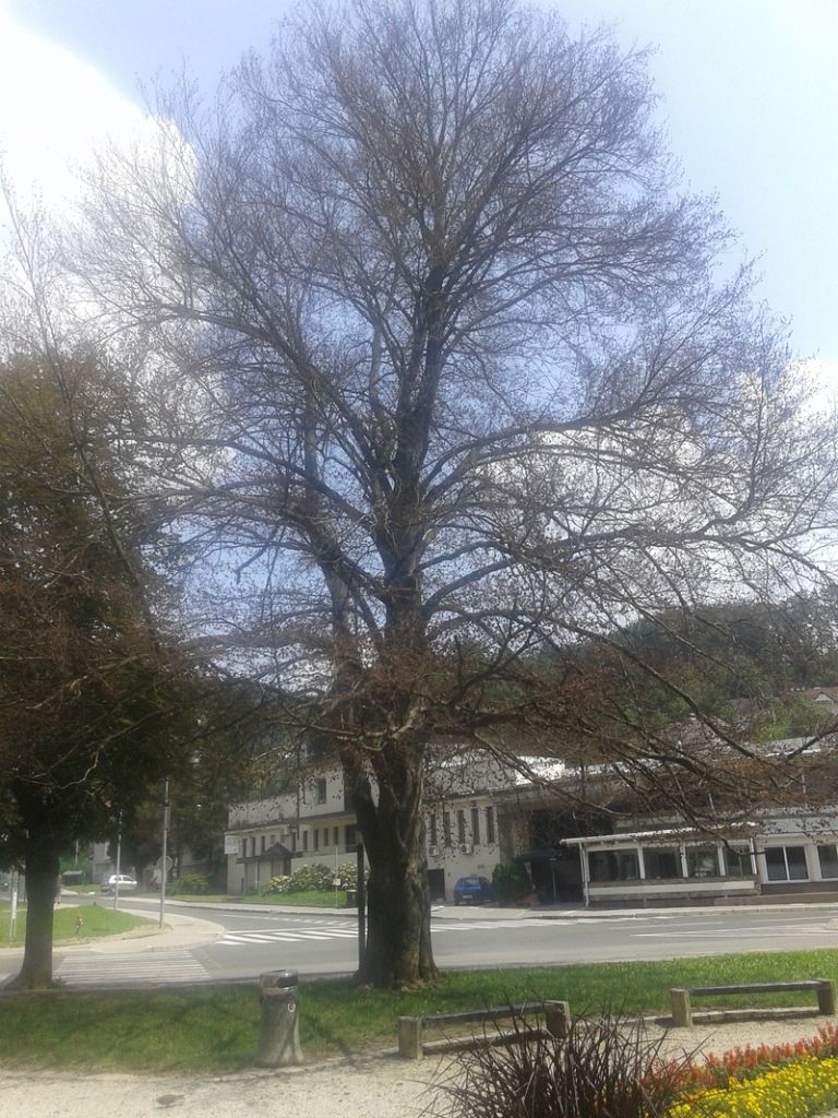 Bukev park občina.jpg