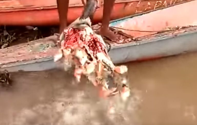piranhe.PNG