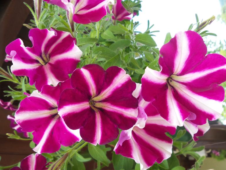 20170618_150953.jpg
