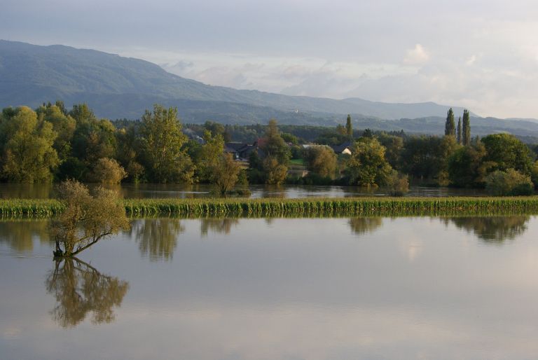 poplavetravnik.jpg