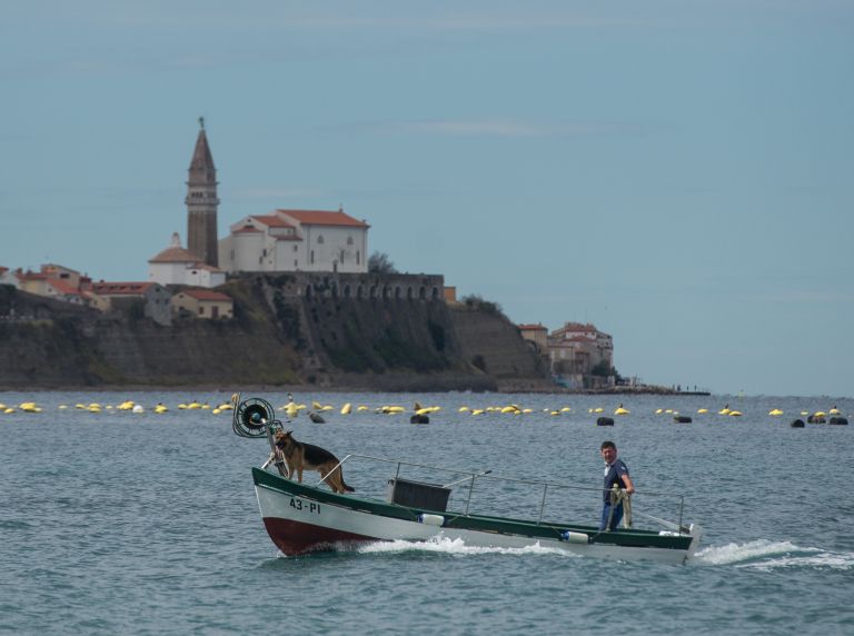 ribič, piranski zaliv, ribištvo, ribarjenje