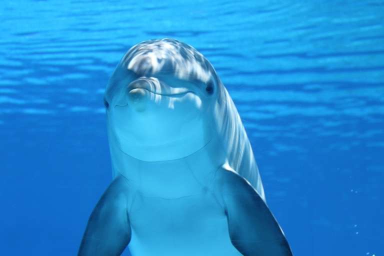 delfin.jpg