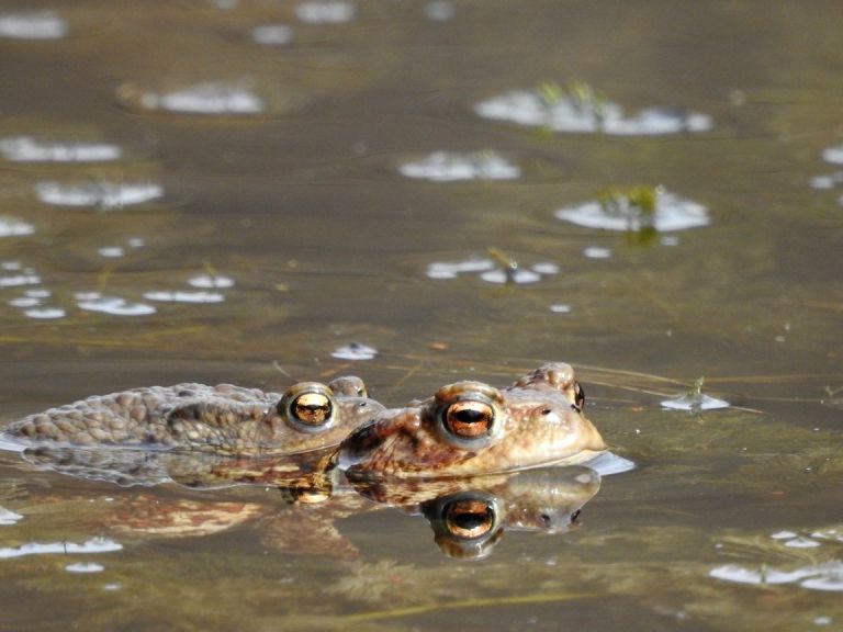 _zzzzzbufo_bufo_navadna_krastaca_ribnik_mackovec__2018__avtor_dk.jpg
