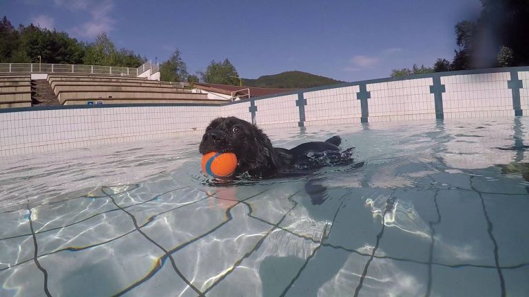 Flying dogs Izlake.jpg