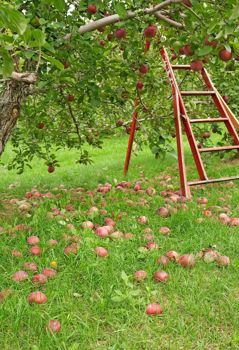 04_Ciderbook jablana lestev.jpg