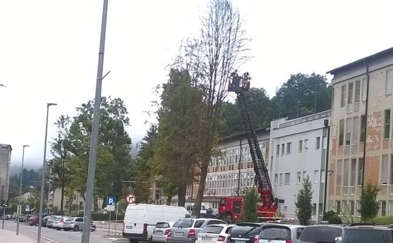drevo bolnica.jpg