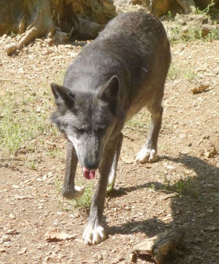 volk_003.jpg