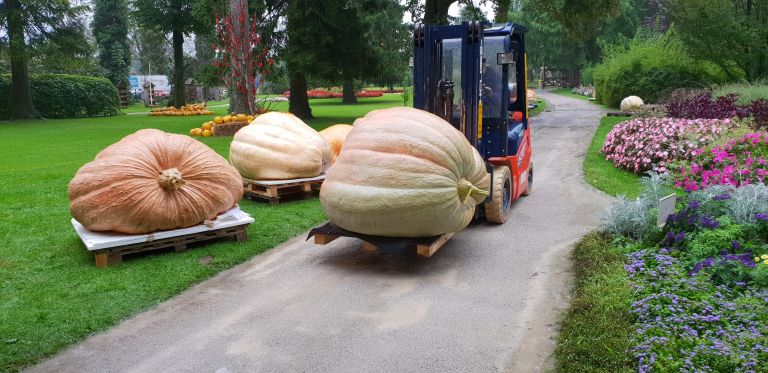 buče so vozili z viličarjem.jpg