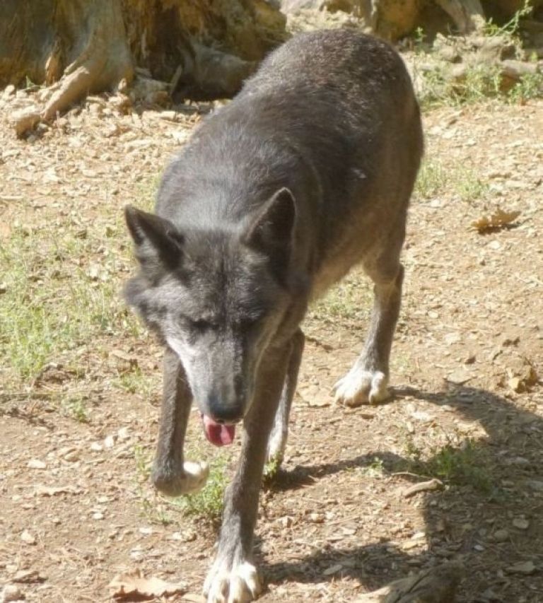 volk_003.jpg