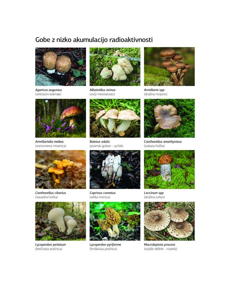 gobe 3 naravno-gobe iz Sanjine knjige-1.jpg
