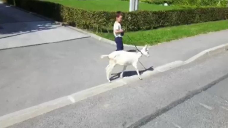 kozica.jpg