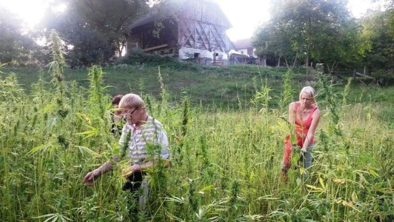 _zzzzkonoplja__4_.jpg