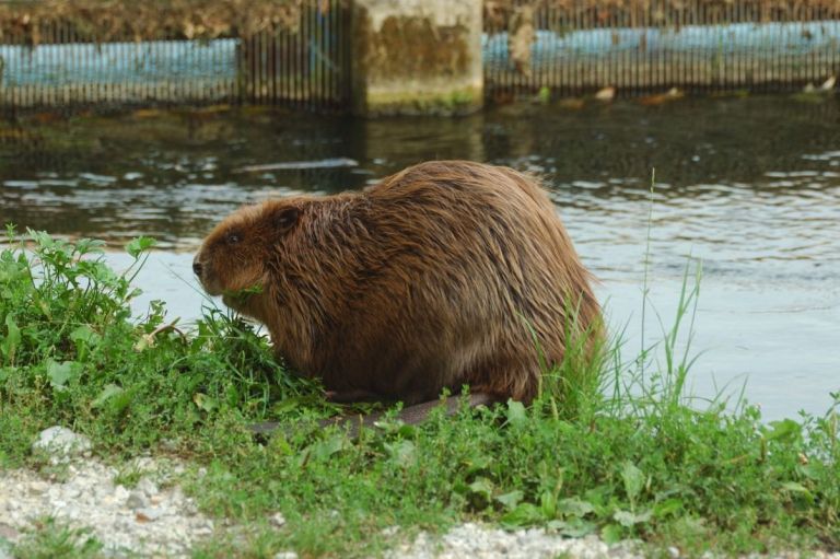bober_zraste_do_foto_a_hudoklin.jpg
