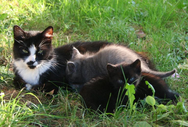 2009_08_28_mucki__8__1.jpg
