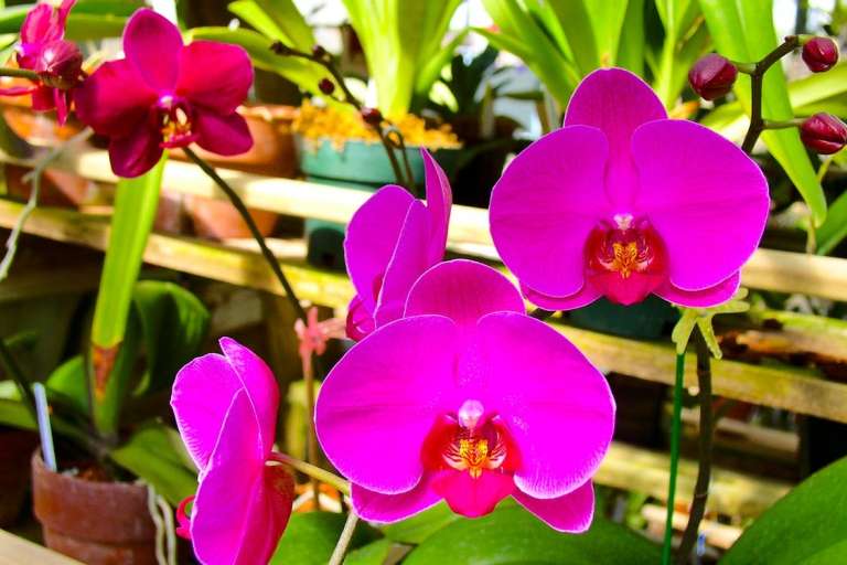 phalaenopsis.jpeg