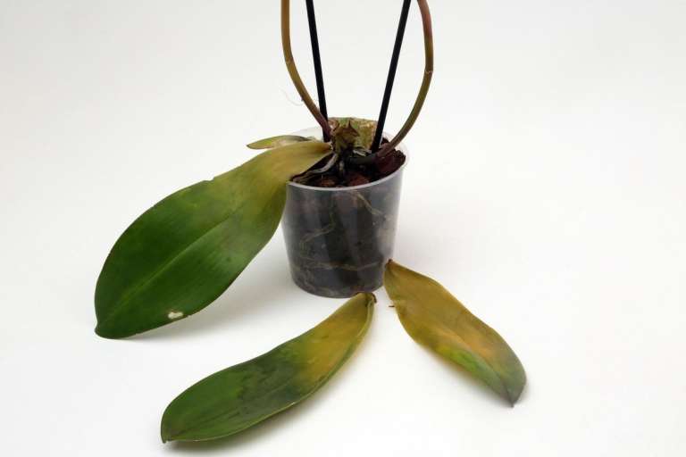 rumenenje listov orhideja phalaenopsis.jpg