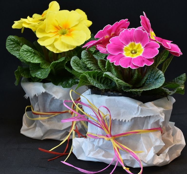 primula2.jpg