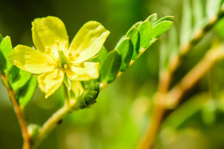 naravno Tribulus.jpg
