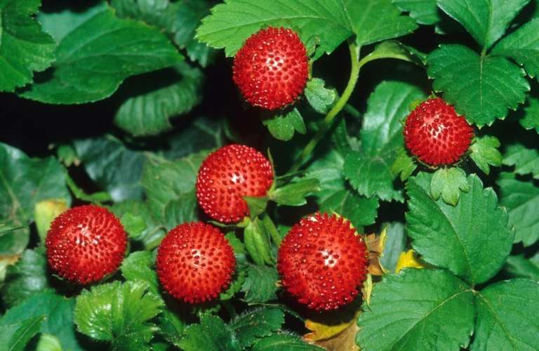 indijski jagodnjak (Duchesnea indica)4.jpg