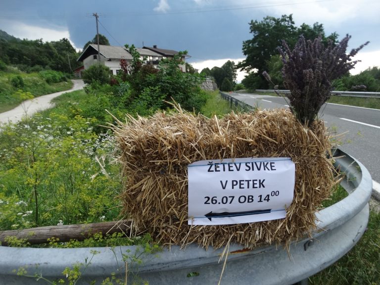 _zsivka__00_.jpg