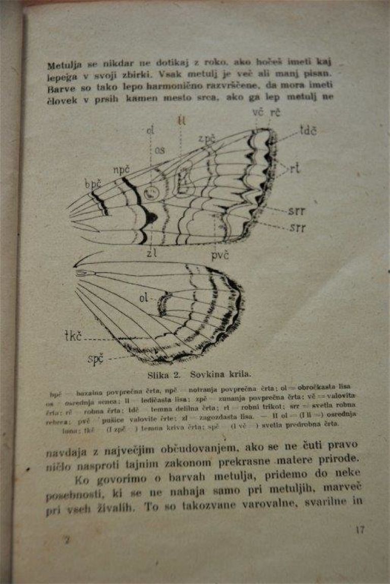 _zzzzzopis_sovkinih_kril.jpg